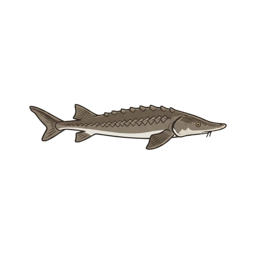 Sturgeon Fish avatar